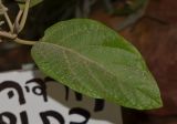 Cordia subcordata