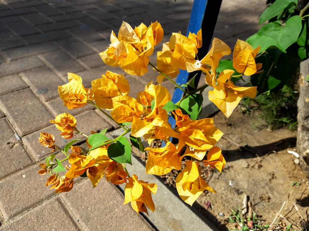 Изображение особи род Bougainvillea.