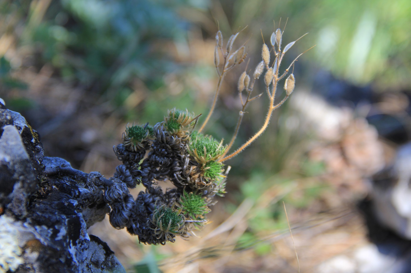 Image of Draba cuspidata specimen.