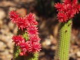 Borzicactus samaipatanus