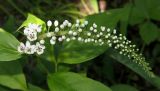 Lysimachia clethroides. Расцветающее соцветие. Приморский край, Уссурийский городской округ, окр. с. Горно-Таёжное, Дендрарий ГТС им. Комарова. 06.07.2016.