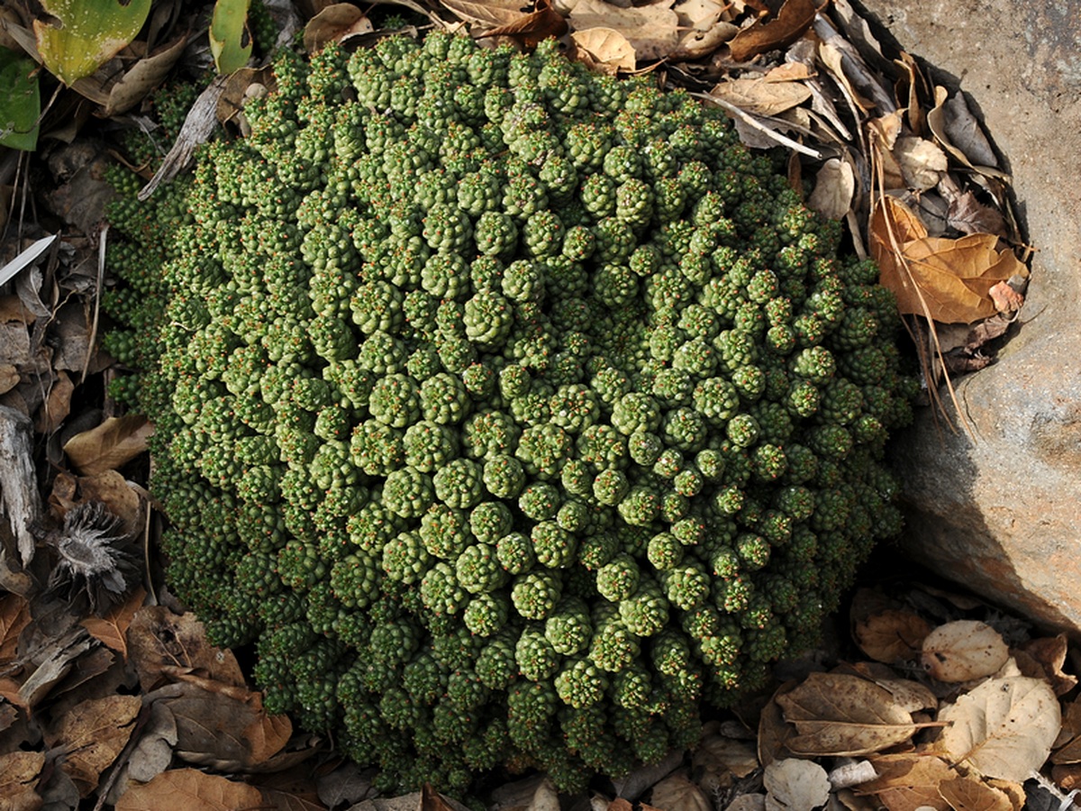 Изображение особи Euphorbia clavarioides.