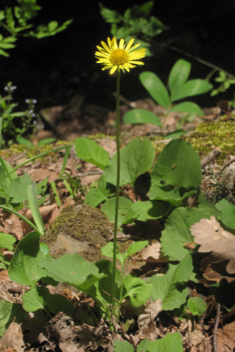 Изображение особи Doronicum orientale.