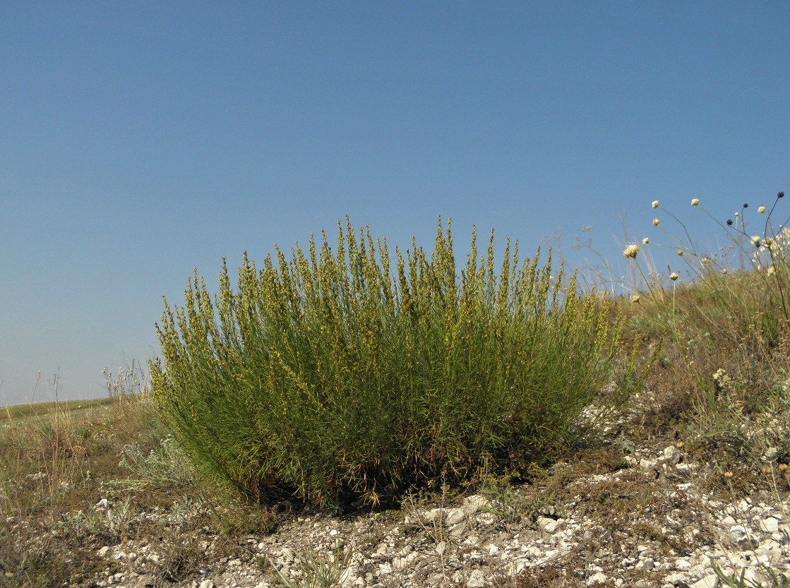 Изображение особи Artemisia salsoloides.