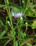 Symphyotrichum novi-belgii. Верхушка побега с соцветиями-корзинками. Московская обл., Солнечногорский р-н, опушка смешанного леса. 29.08.2017.