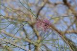 Hakea scoparia