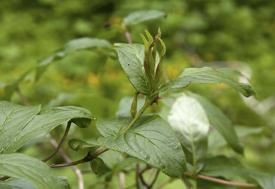 Изображение особи Weigela middendorffiana.