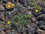 Potentilla sericea