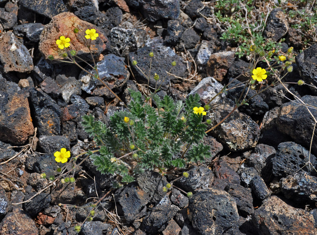 Изображение особи Potentilla sericea.