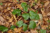 Hedera colchica