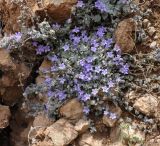 Campanula celsii