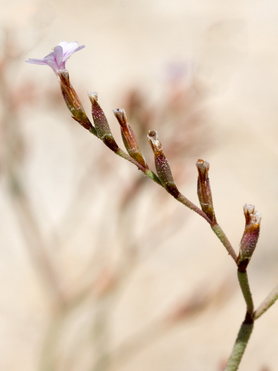 Изображение особи Limonium roridum.