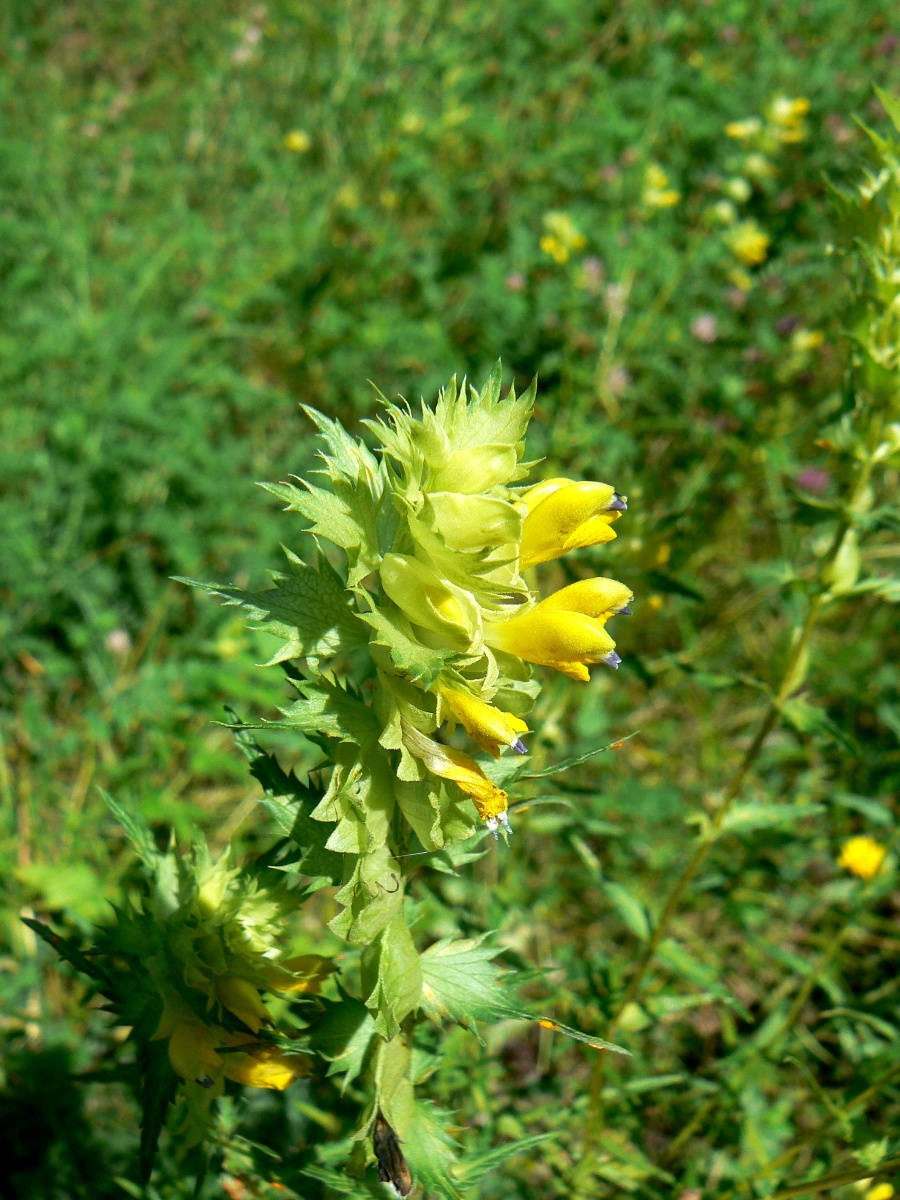 Изображение особи Rhinanthus vernalis.