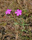 Dianthus fischeri. Цветущее растение. Московская обл., Орехово-Зуевский р-н, долина р. Нерская, залежь. 08.09.2018.