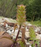 Prunella vulgaris