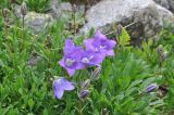 genus Campanula. Цветущие растения. Грузия, Душетский муниципалитет, морена между озёрами Голубое Абуделаури и Абуделаури. 02.08.2018.