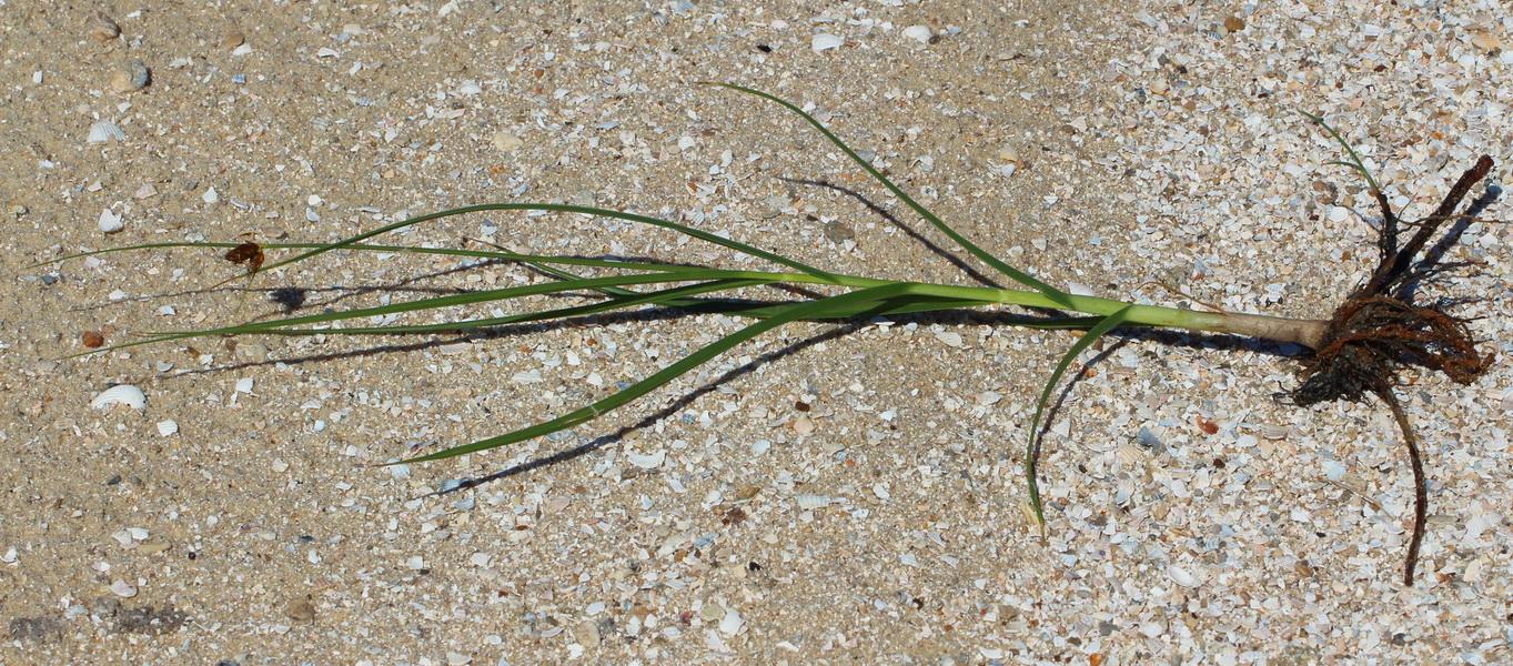 Image of genus Bolboschoenus specimen.