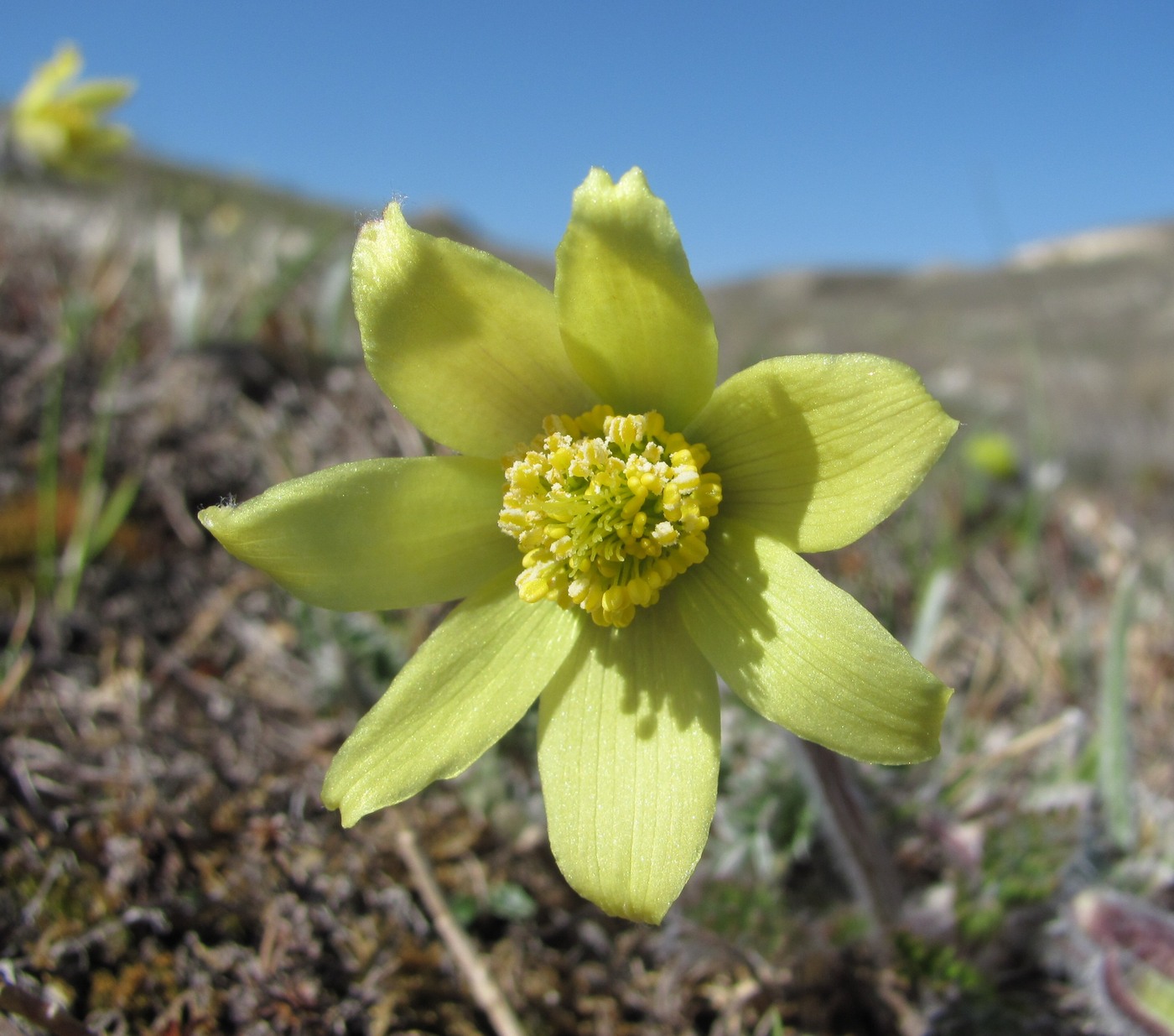 Изображение особи Pulsatilla albana.