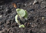 Asarum europaeum