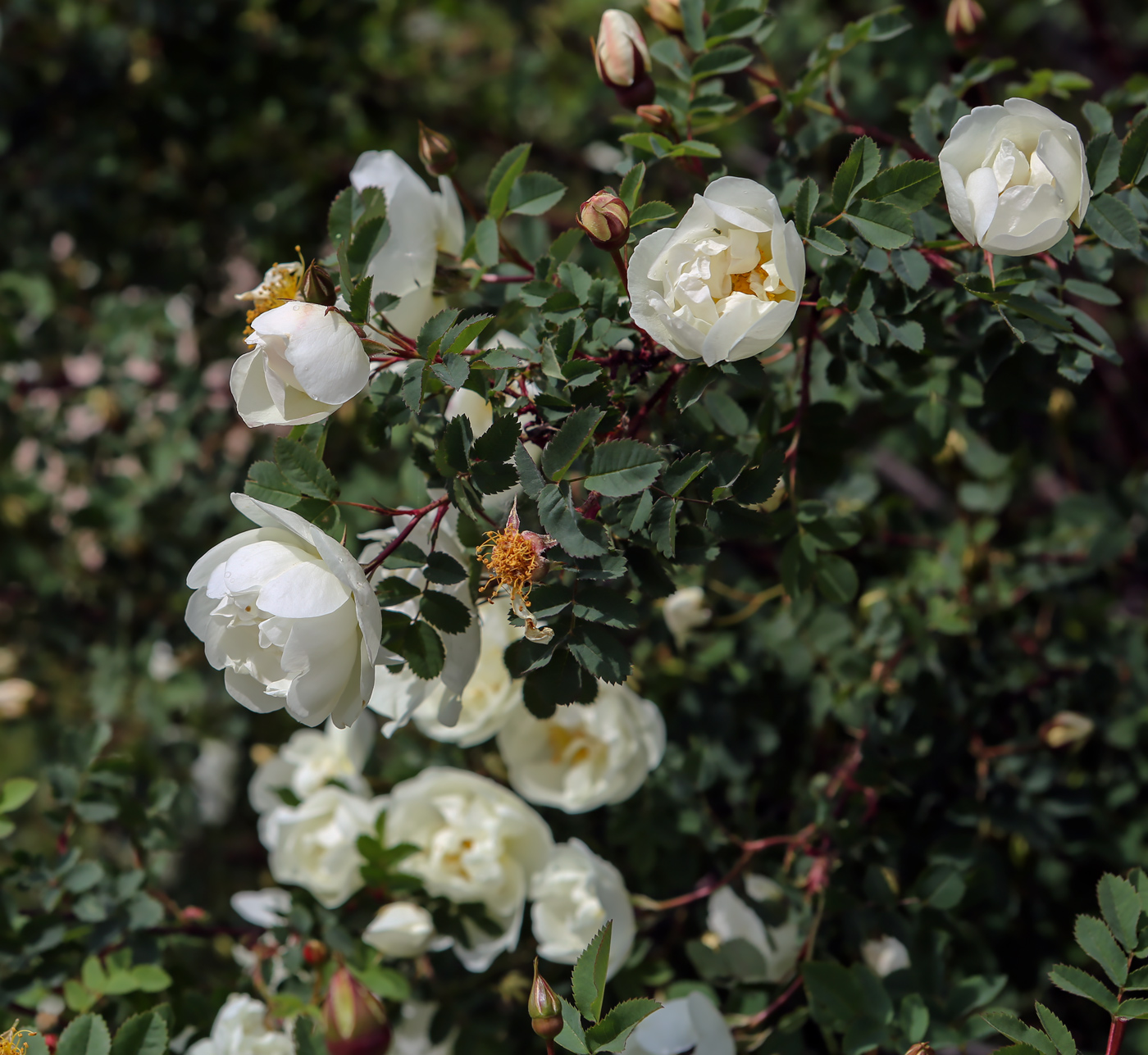 Изображение особи Rosa spinosissima.