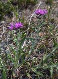 Saussurea salicifolia