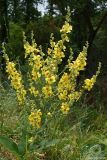 Verbascum marschallianum