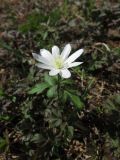 Anemone altaica