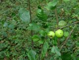 Malus sylvestris. Плодоносящий побег. Московская обл., Сергиево-Посадский р-н, опушка елового леса. 05.09.2010.