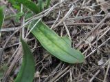 Plantago lanceolata