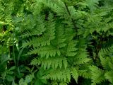 Dryopteris assimilis