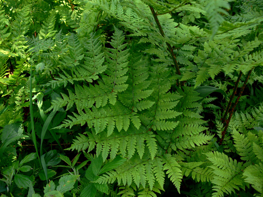 Изображение особи Dryopteris assimilis.