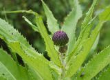 Cirsium helenioides. Соцветия в бутонах и основания листьев. Республика Алтай, Усть-Коксинский р-н, окр. с. Мульта, заросли курильского чая в нижнем течении р. Куйгук. 12.07.2021.