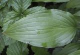 genus Hosta