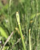 Tulipa humilis