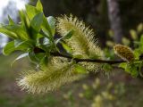 Salix myrsinifolia. Верхушка веточки с мужскими соцветиями и молодыми побегами. Московская обл., Дмитровский р-н, берег канала им. Москвы, опушка смешанного леса. 13.05.2022.