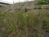 Oenothera rubricaulis