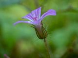 Geranium robertianum. Цветок. Московская обл., Дмитровский р-н, берег канала им. Москвы, смешанный лес. 10.09.2022.