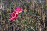 Opuntia phaeacantha variety camanchica form rubra. Побег с цветками и бутонами в окружении колосков Aegilops. Крым, Карадагский заповедник, подножье горы Карагач, степной склон к морю. 2 июня 2021 г.