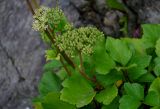 Ligusticum scoticum. Верхушка побега с соцветием и соплодиями. Сахалин, Корсаковский гор. округ, мыс Великан, подножие скалы. 10.08.2023.