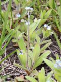 Myosotis arvensis. Цветущее растение. Ростовская обл., Усть-Донецкий р-н, окр. пос. Огиб. 02.05.2011.