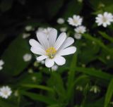 Stellaria holostea. Цветок. Украина, Харьковский лес. 21.05.2011.