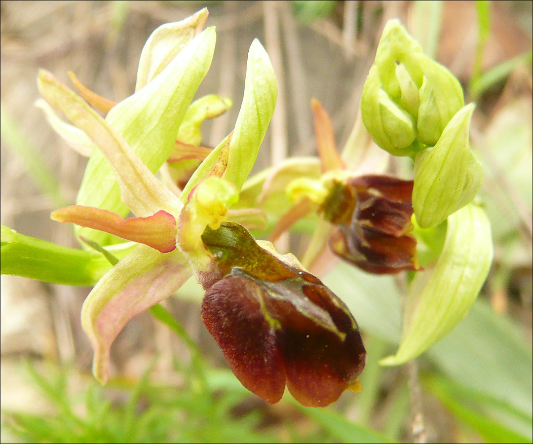 Изображение особи Ophrys mammosa ssp. caucasica.