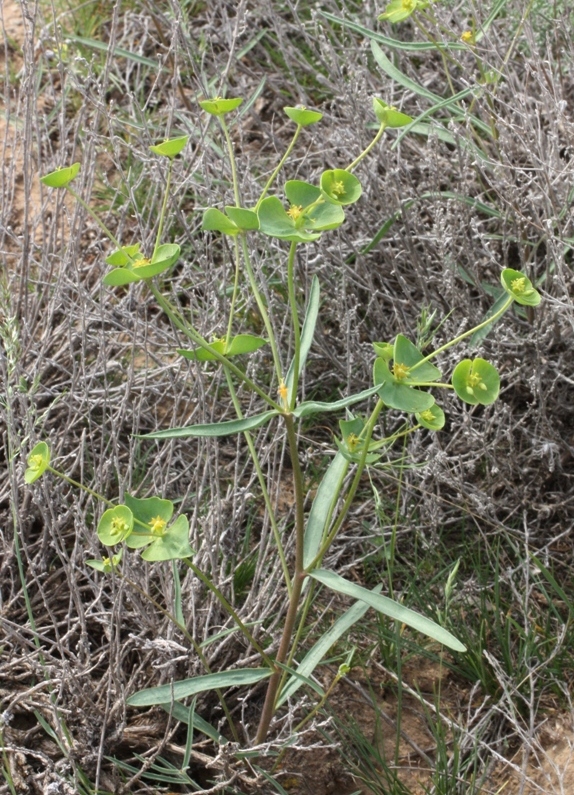 Изображение особи Euphorbia praecox.