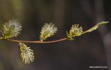 Salix phylicifolia