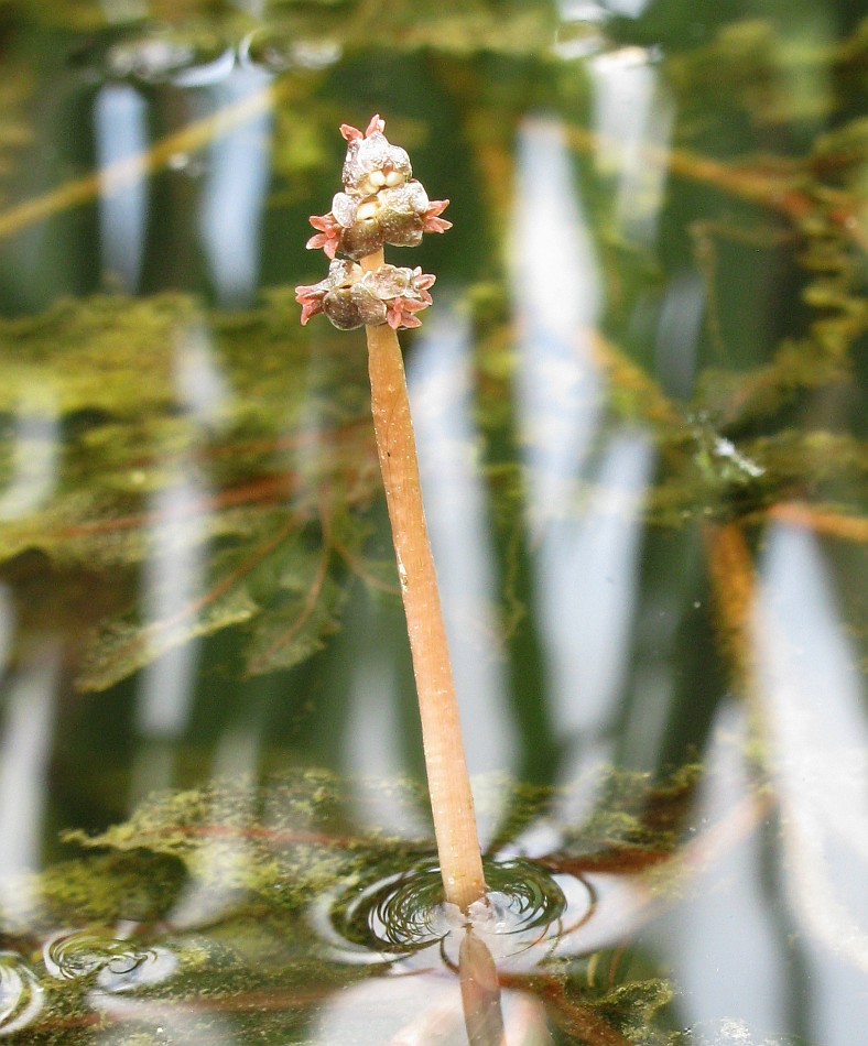 Изображение особи Potamogeton crispus.