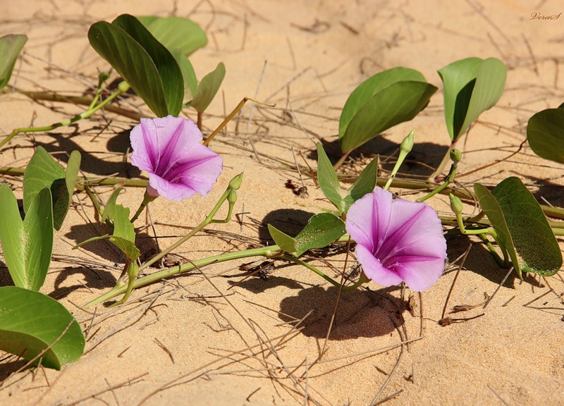 Изображение особи Ipomoea pes-caprae.