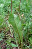 род Taraxacum