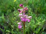 Anacamptis morio ssp. caucasica