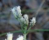 Antennaria dioica. Соцветие. Иркутская обл., окр. залива Иркутского вдхр., лес. 08.07.2013.