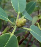 Rhododendron oreodoxa